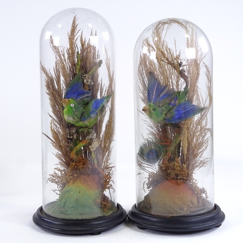 89 - TAXIDERMY - pair of tropical birds under original glass domes, overall height 35cm