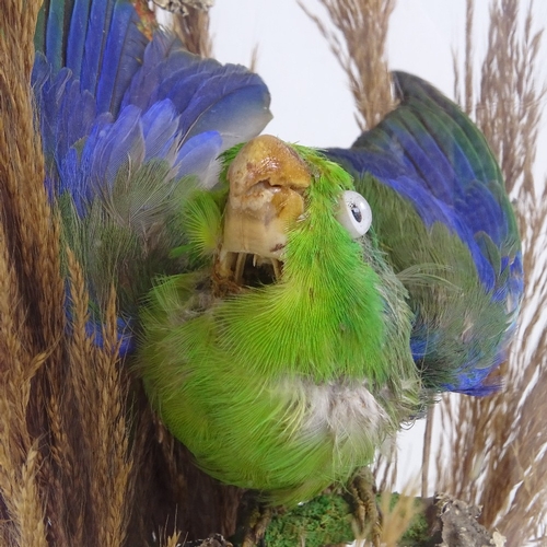 89 - TAXIDERMY - pair of tropical birds under original glass domes, overall height 35cm