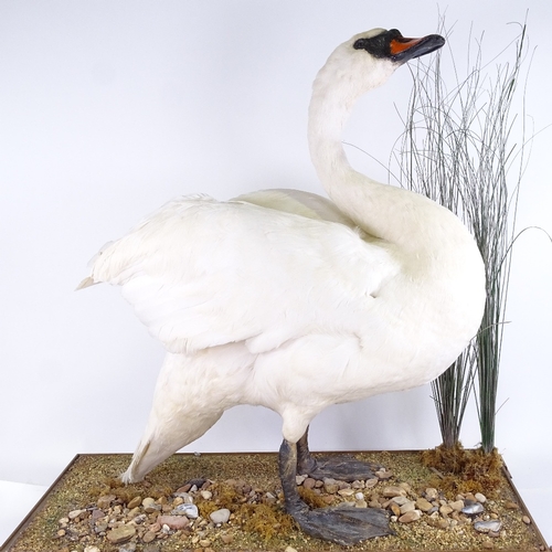 326 - TAXIDERMY - a large white swan on naturalistic reed and wood base, height 77cm, base length 82cm