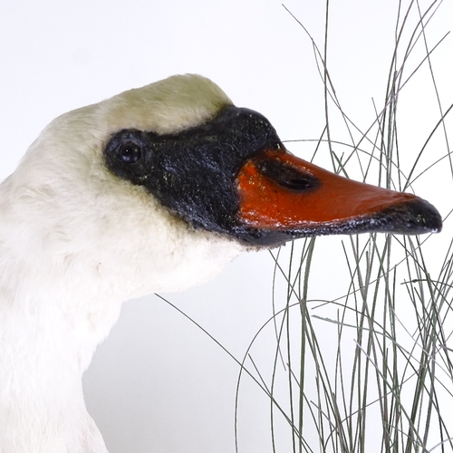 326 - TAXIDERMY - a large white swan on naturalistic reed and wood base, height 77cm, base length 82cm