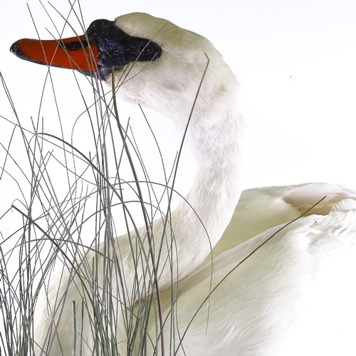 326 - TAXIDERMY - a large white swan on naturalistic reed and wood base, height 77cm, base length 82cm