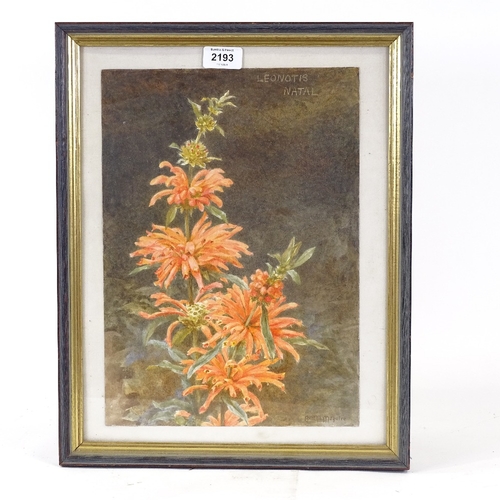 2193 - Bertha Maguire (exhibited 1881 - 1904), watercolour, botanical, signed, 14