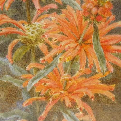 2193 - Bertha Maguire (exhibited 1881 - 1904), watercolour, botanical, signed, 14