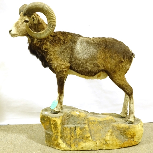 553 - TAXIDERMY - a mountain goat on naturalistic base, overall height 122cm