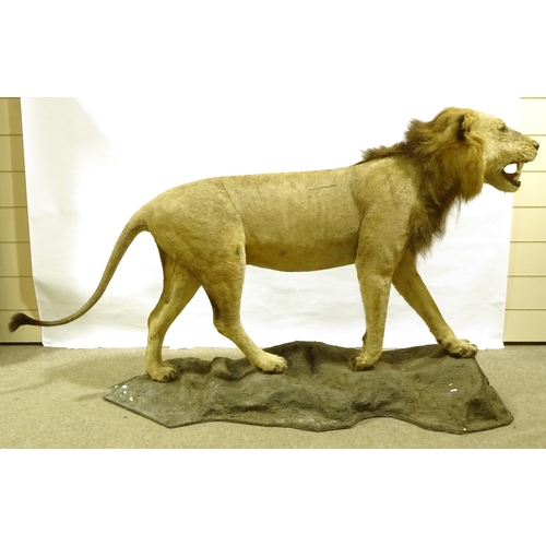 554 - TAXIDERMY - lion, early 20th century, on naturalistic base, base length 180cm