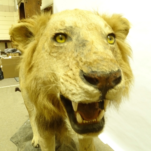 554 - TAXIDERMY - lion, early 20th century, on naturalistic base, base length 180cm