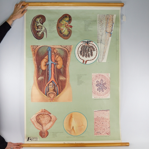 321 - A medical diagram poster, Urinary Apparatus, cloth-backed, width 80cm