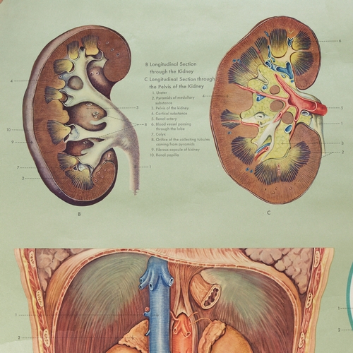 321 - A medical diagram poster, Urinary Apparatus, cloth-backed, width 80cm