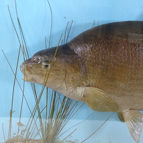 237 - TAXIDERMY - a bream in naturalistic reed bed setting, in rectangular glazed ebonised case, length 82... 