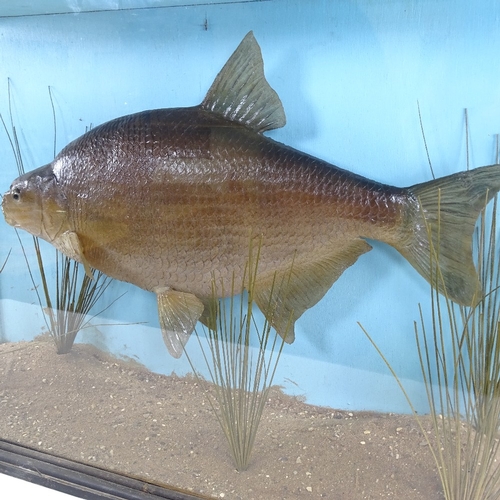 237 - TAXIDERMY - a bream in naturalistic reed bed setting, in rectangular glazed ebonised case, length 82... 