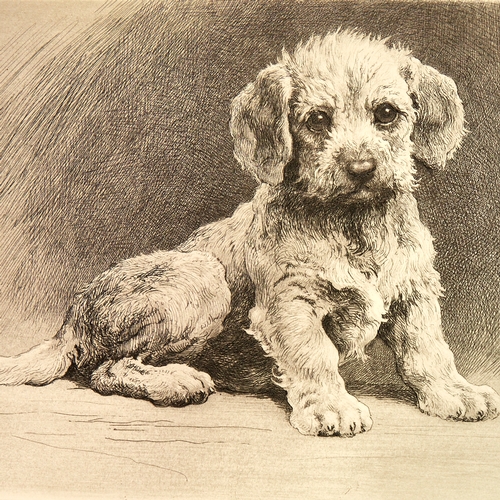 2772 - Herbert Dicksee, etching, Dandie pup, signed in the plate with date 1927, plate size 9.5