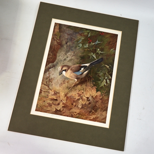 2775 - Archibald Thorburn, colour print, Jay, signed in pencil, image 14