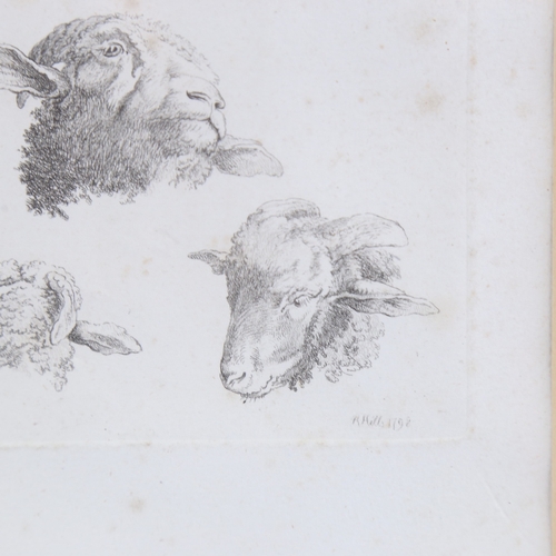 294 - Robert Hills, a sheet of etchings, studies of sheep, published by Hills in 1798, each plate 5