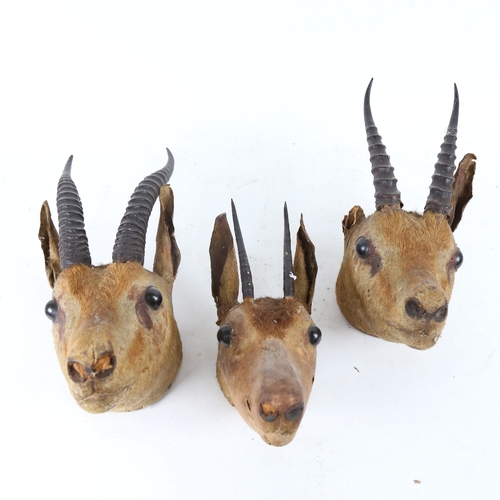 112 - TAXIDERMY - 3 antelope heads, with wood-mounted hanging backings (3)