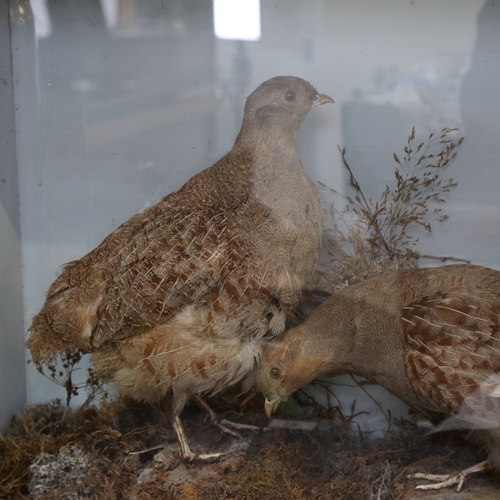 74 - TAXIDERMY - a group of 3 grey partridge, in naturalistic setting and glazed case, W75cm, H45cm, D22c... 