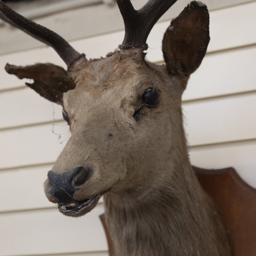 158 - TAXIDERMY - a stag's head and antlers, mounted on oak shield, shield height 52cm