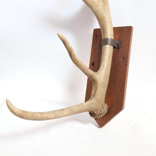 385 - TAXIDERMY - a single 6-point stag horn, on wall bracket, horn height 65cm