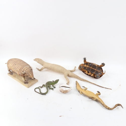 579 - TAXIDERMY - various pieces, including armadillo, albino lizard, baby blonde shell tortoise, baby cro... 