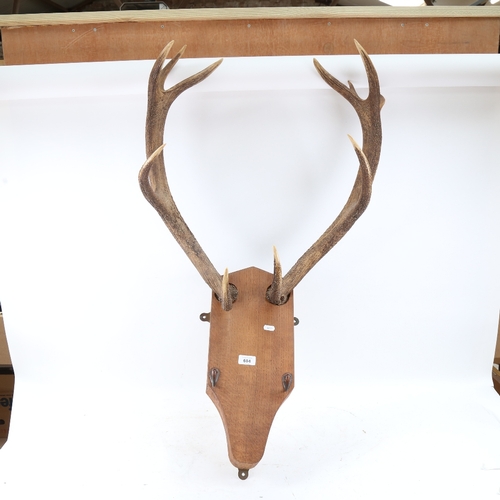 604 - TAXIDERMY - a pair of staghorn antlers melted on shaped wood coat hanger wall bracket, bracket heigh... 