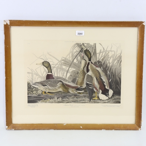 2244 - After John Audubon, hand coloured etching, Mallard Ducks, The History Institute Edition 1937, plate ... 