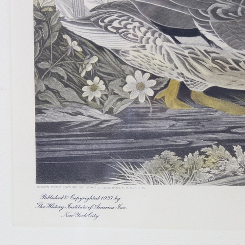 2244 - After John Audubon, hand coloured etching, Mallard Ducks, The History Institute Edition 1937, plate ... 