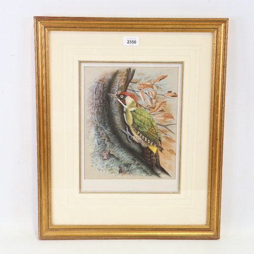 2350 - G J C Kirby (born 1912), woodpecker, gouache on paper, signed, 11