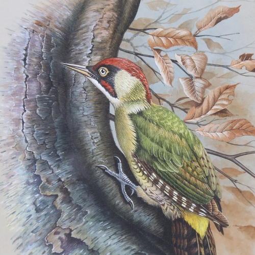 2350 - G J C Kirby (born 1912), woodpecker, gouache on paper, signed, 11