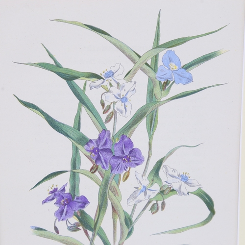 2428 - John Nash (1893 - 1977), Tradescantia Virginica, colour lithograph on paper from English Garden Flow... 