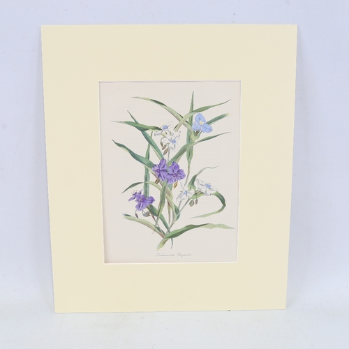 2428 - John Nash (1893 - 1977), Tradescantia Virginica, colour lithograph on paper from English Garden Flow... 