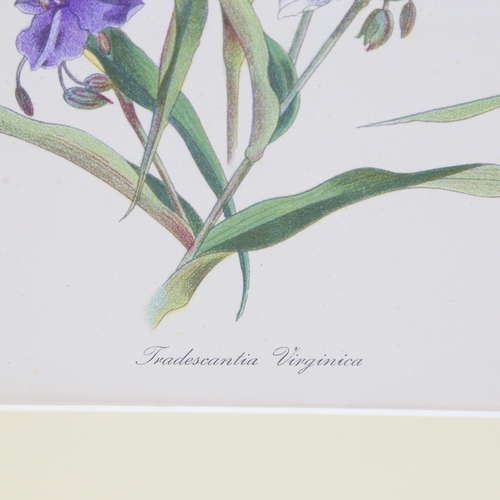 2428 - John Nash (1893 - 1977), Tradescantia Virginica, colour lithograph on paper from English Garden Flow... 