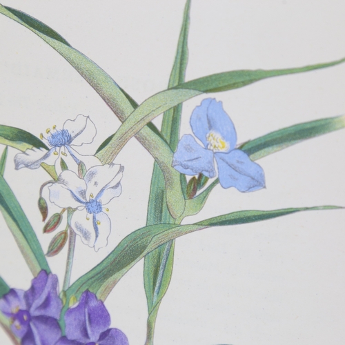 2428 - John Nash (1893 - 1977), Tradescantia Virginica, colour lithograph on paper from English Garden Flow... 