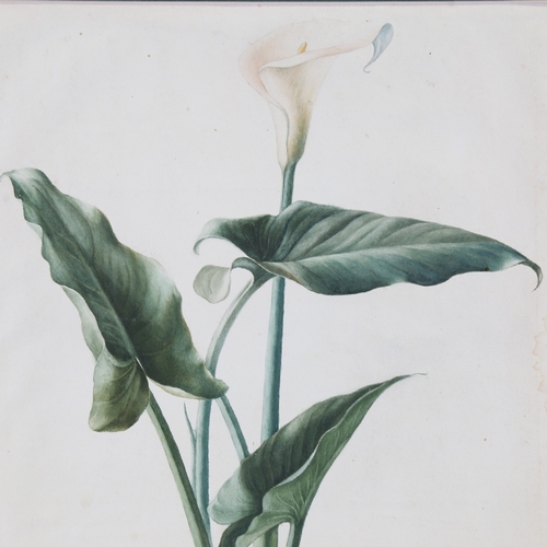 2430 - 20th century watercolour, botanical study lily, unsigned, 20