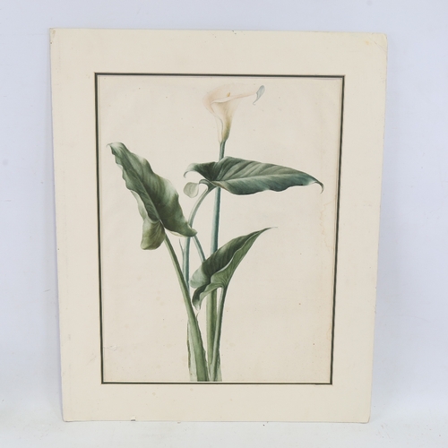 2430 - 20th century watercolour, botanical study lily, unsigned, 20