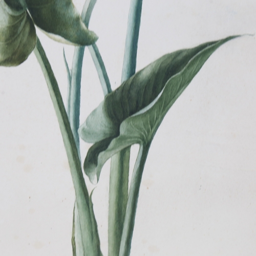 2430 - 20th century watercolour, botanical study lily, unsigned, 20