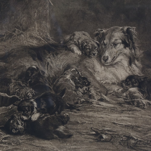 2441 - 19th century engraving, Collie and puppies, indistinctly signed, published 1897, image 17.5