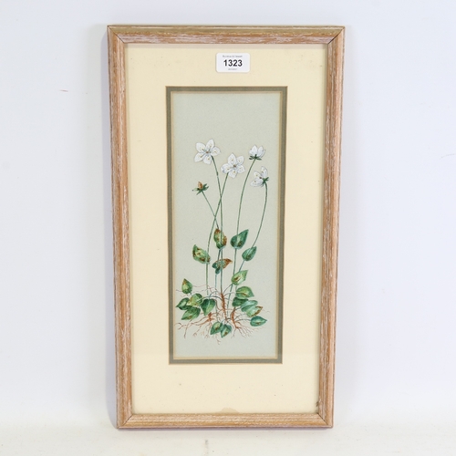 1323 - 19th century watercolour, botanical study, unsigned, 12.5