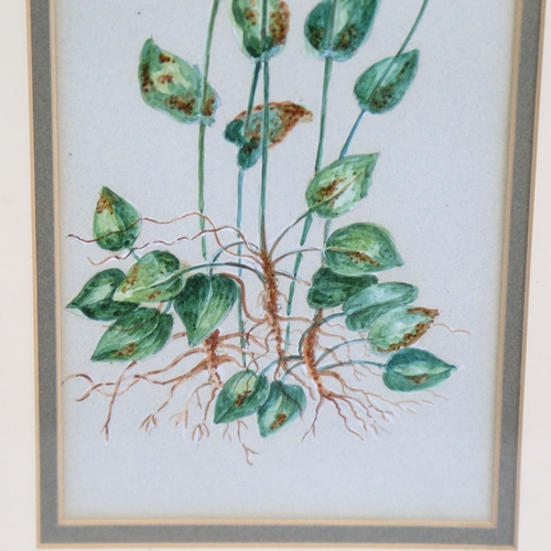 1323 - 19th century watercolour, botanical study, unsigned, 12.5