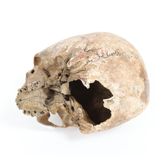 1 - ANATOMY - a human skull, length 18cm