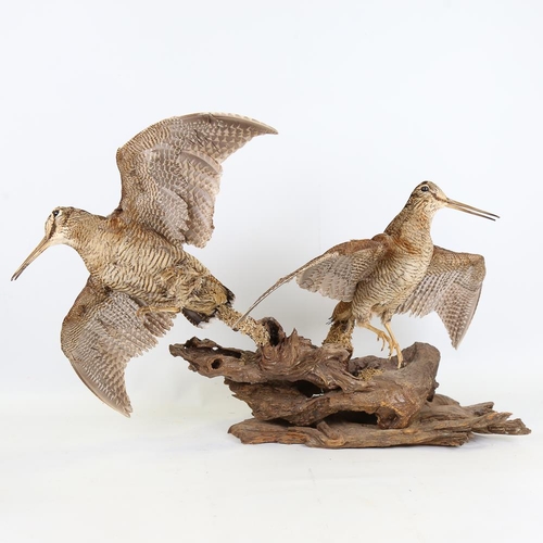 185 - TAXIDERMY - a pair of snipe on naturalistic wood base, height approx 45cm