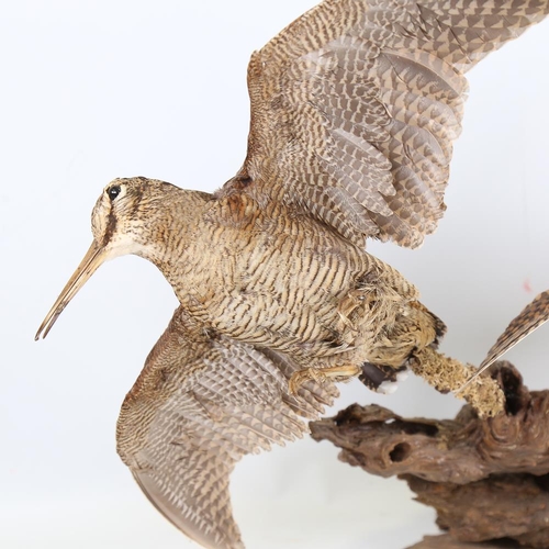 185 - TAXIDERMY - a pair of snipe on naturalistic wood base, height approx 45cm