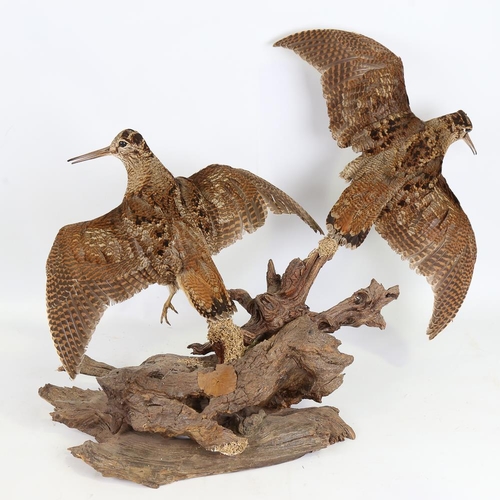 185 - TAXIDERMY - a pair of snipe on naturalistic wood base, height approx 45cm