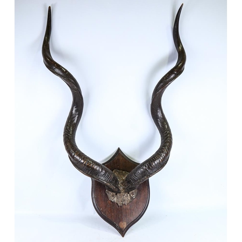 281 - A large pair of twisted antelope horns, mounted on oak shield wall plaque, overall height approx 115... 