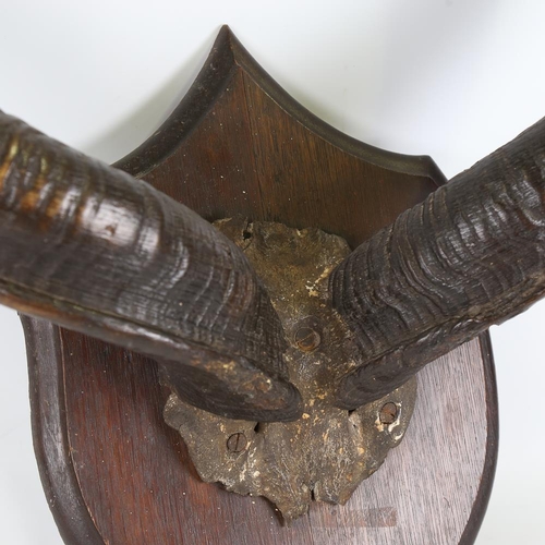 281 - A large pair of twisted antelope horns, mounted on oak shield wall plaque, overall height approx 115... 