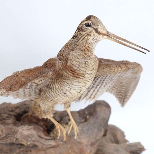 307 - TAXIDERMY - a pair of snipe on naturalistic wood base, height approx 45cm