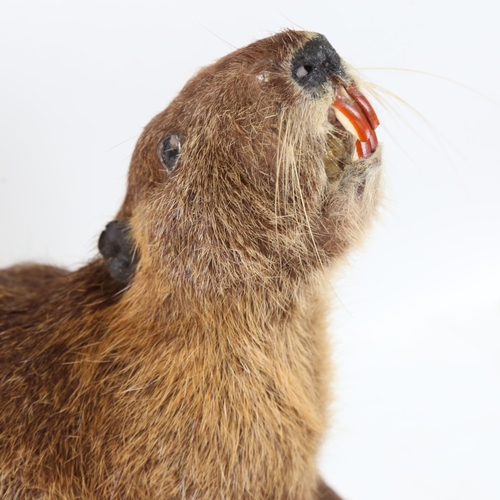 308 - TAXIDERMY - a nutria, on black painted wood slab base, overall height 50cm