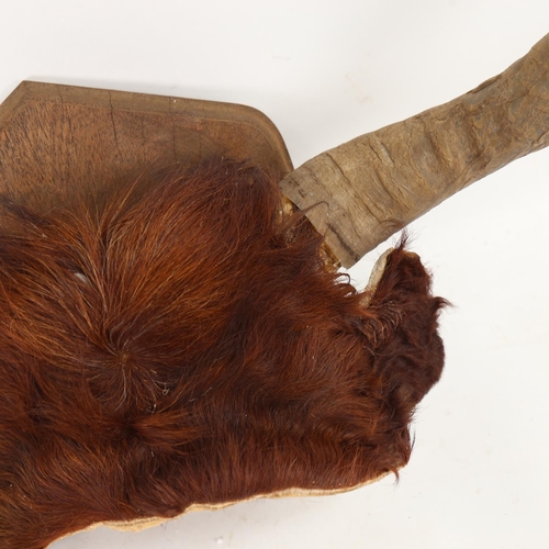 309 - TAXIDERMY - a pair of Highland cattle horns, on oak shield plaque, horn span 82cm