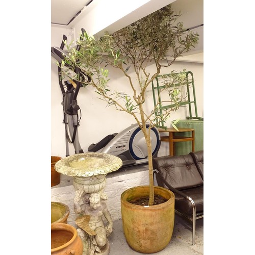 2518 - A terracotta-potted large olive tree