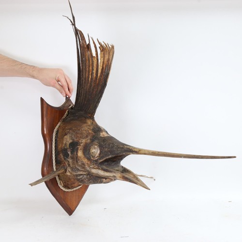 311 - TAXIDERMY - a marlin head, on oak shield plaque, plaque height 44cm