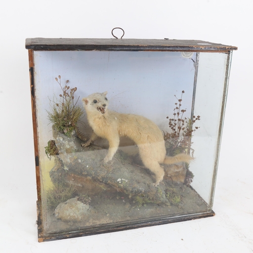 45 - TAXIDERMY - an albino polecat, in naturalistic surround, with glazed case by Fred Sanders, H31.5cm, ... 
