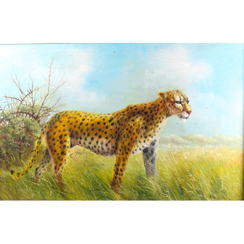 1364 - A King, oil on canvas, cheetah, 61cm x 90cm, framed